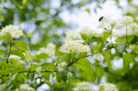 inflorescences of Derain south (Swida australis) closeup, local focus, shallow DOFの写真素材