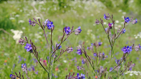 blooming steppe plant Volovik azure (Anchusa azurea, Boraginaceae) closeup,  local focus, shallow DOFの写真素材