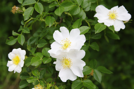 flowers of briar white ( Rosa Alba) closeupの写真素材