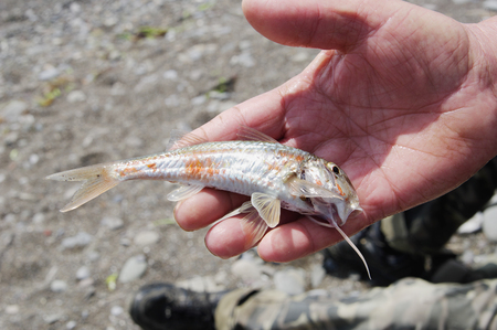 fish black sea red mullet in hand of fisher closeupの写真素材