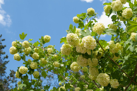 inflorescence of snowball tree (Viburnum buldenezh) closeupの写真素材