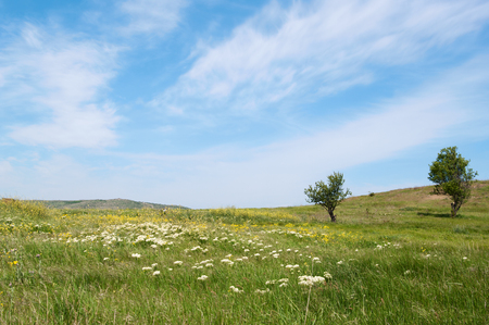 spring blooming Kerch steppe, Crimeaの写真素材
