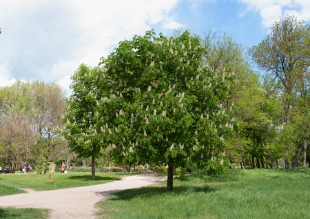 blooming horse chestnut treeの写真素材