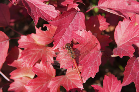 dragonfly on red autumn leaves closeupの写真素材