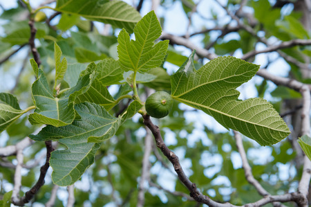 fig tree with green fruit, local focus, shallow DOFの写真素材