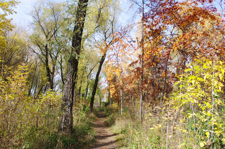 autumn parkの写真素材