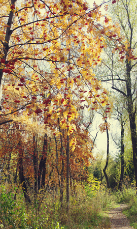 autumn park, tonedの写真素材