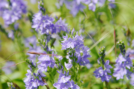 flowers of bernice veronika armenian, local focus, shallow DOFの写真素材