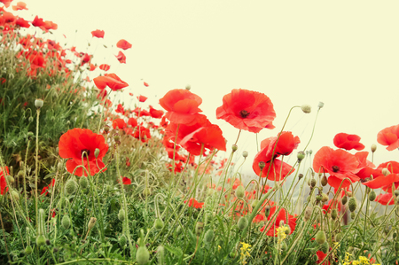 red poppy flowers  closeup, toned, local focus, shallow DOFの写真素材