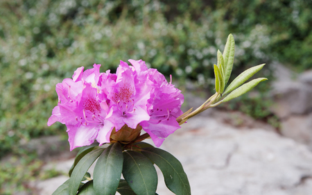 flowers of pink azalea (rhododendron) closeupの写真素材