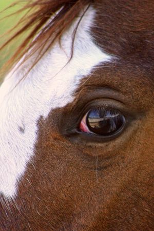 Horse Eyeの写真素材