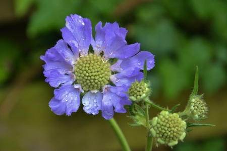 Nigella damascenaの写真素材