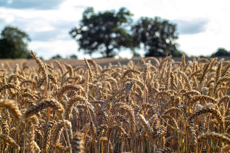 a cornfield on a cloudy dayの写真素材