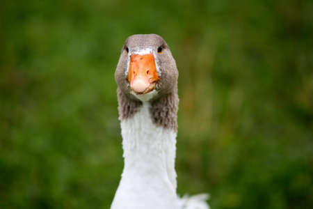 a friendly goose looking at youの写真素材
