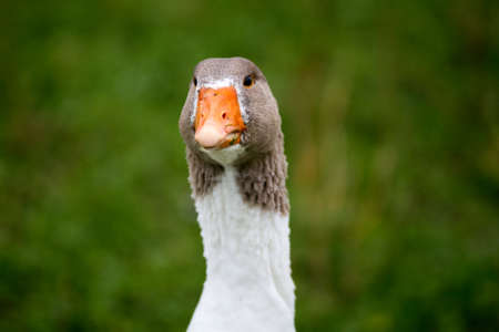 a friendly goose looking at youの写真素材