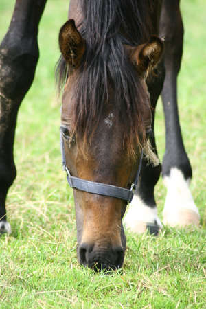 a horse eating some grassの写真素材