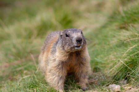 a marmot looking around in the grassの写真素材