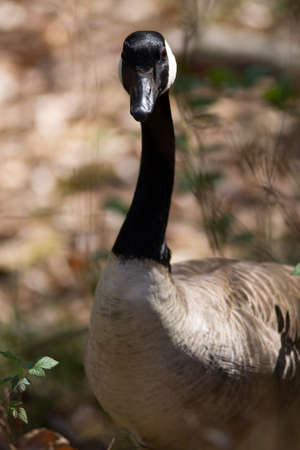 a duck walking around