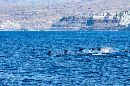 Dolphins jump out of the seaの写真素材