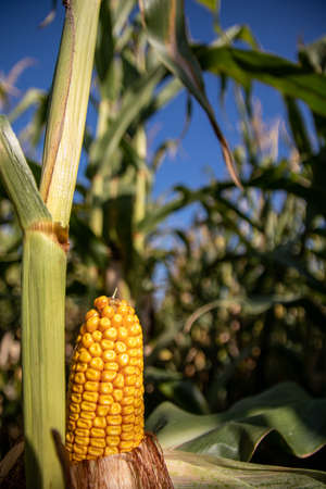 a corncob in front of a corn field