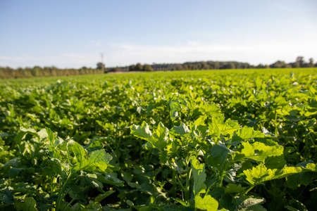 green kale in front of the blue sky in late summerの写真素材