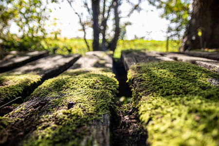 some moss on a wooden bridge board in the sunの写真素材