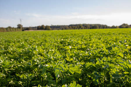 a field of green kale in front of the blue sky in late summerの写真素材