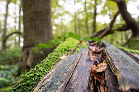 some leafs on a mossy tree with a forest in the background