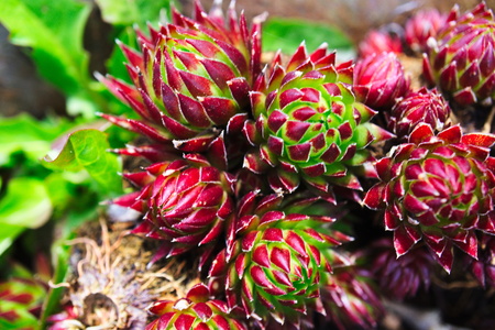 houseleekの写真素材