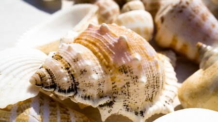 snail shells and seashellsの写真素材