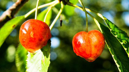 red juicy cherriesの写真素材