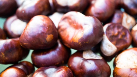 horse chestnutsの写真素材