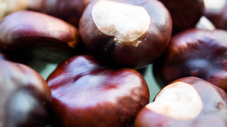 horse chestnutsの写真素材