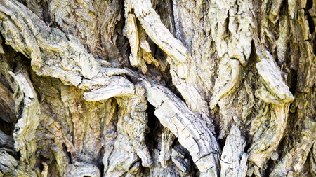 bark of a willow treeの写真素材