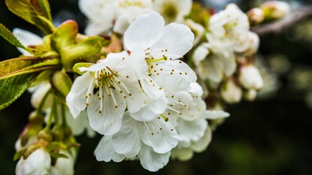 cherry blossoms