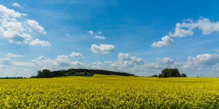 yellow rape field and forest landscapeの写真素材