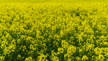 yellow rape field - backgroundの写真素材