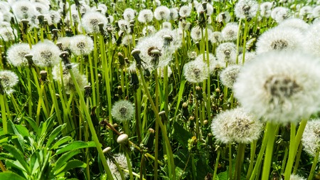 field of blowballsの写真素材