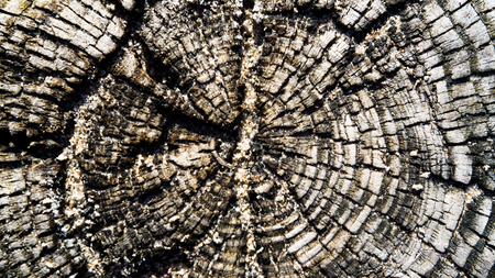 closeup of a weathered tree stumpの写真素材