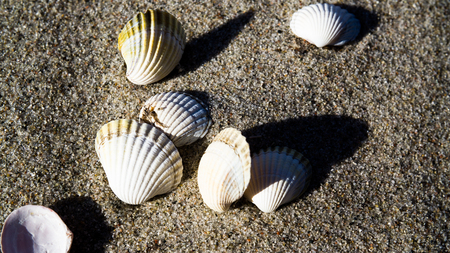 empty mussel shells
