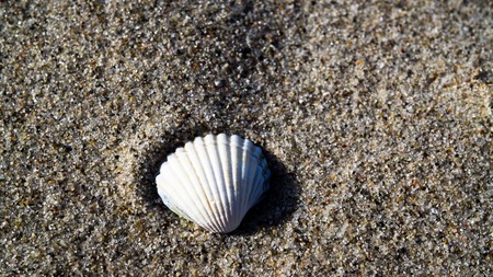 empty mussel shell