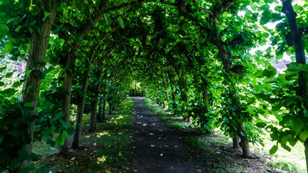 juniper plants in parkの写真素材