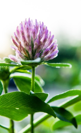 clover plantの写真素材