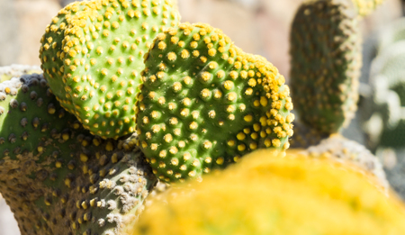 green cactusの写真素材