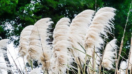 white reed grassの写真素材