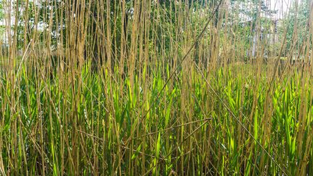 reed grass in a parkの写真素材