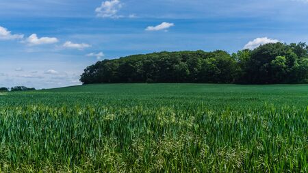 field with forest in backgroundの写真素材