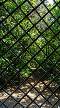 barred window with forest path in backgroundの写真素材