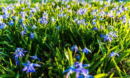 Alpine squill flowers on meadow in spring in sunset lightの写真素材