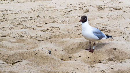 black-headed gull on the beachの写真素材